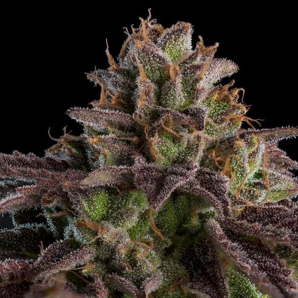 Kmintz Ripper Seeds cannabisfrø skunkfrø