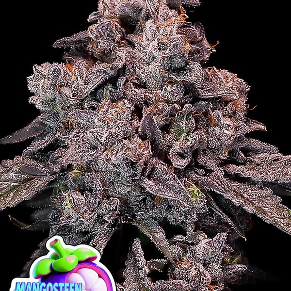 Mangosteen Glitch Auto Anesia Seeds cannabis seeds