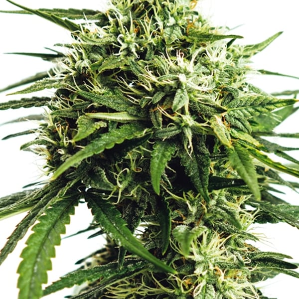 Vision Gorilla Auto Vision Seeds cannabisfrø