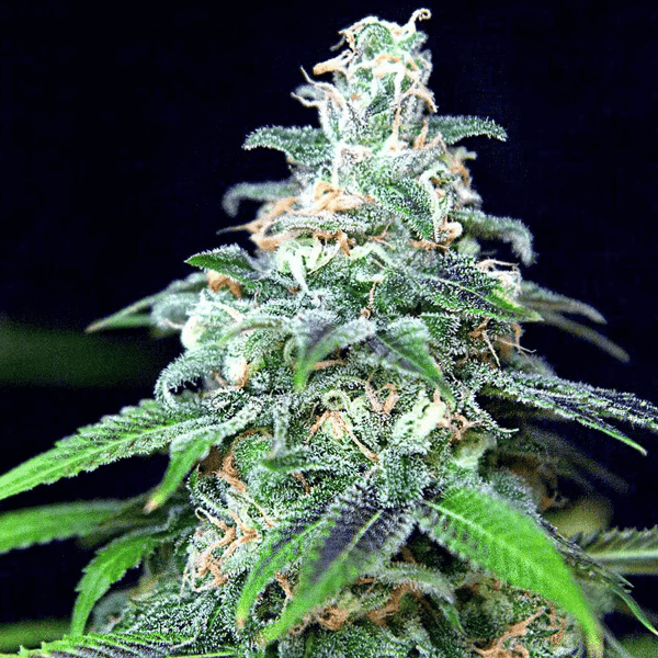 Auto Mandarin Haze Ministry of Cannabis cannabisfrø