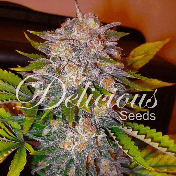 Caramelo Delicious Seeds cannabisfrø