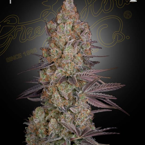 Exodus Cheese Green House Seed Company cannabisfrø