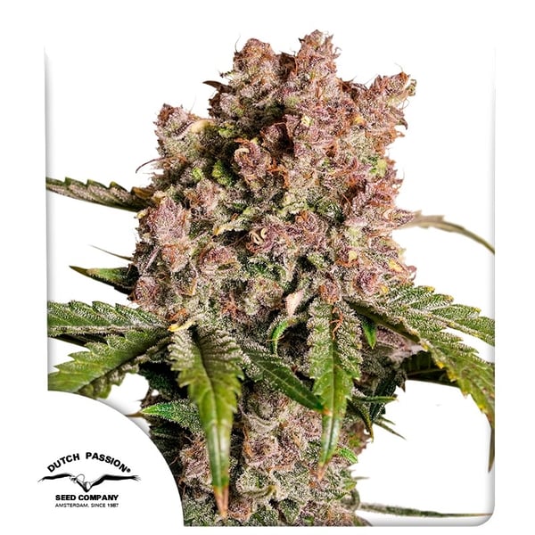 Auto Strawberry Soda Dutch Passion cannabisfrø