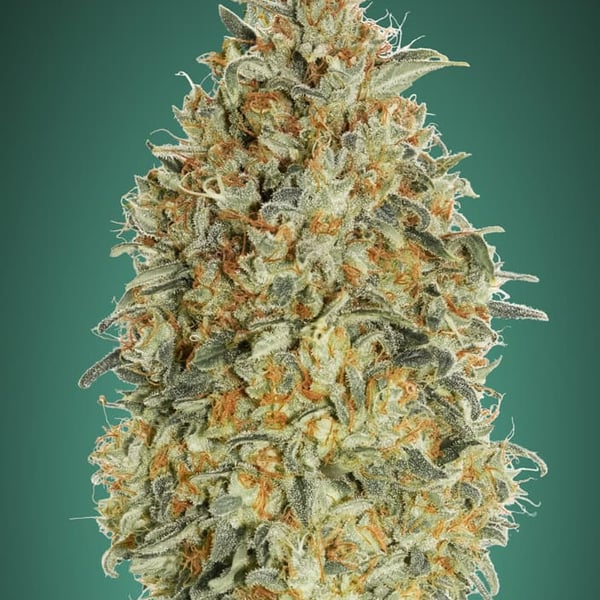 Auto Gorilla Blue Advanced Seeds cannabisfrø