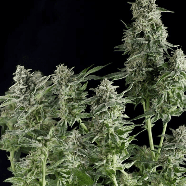 Northern Lights Pyramid Seeds cannabisfrø