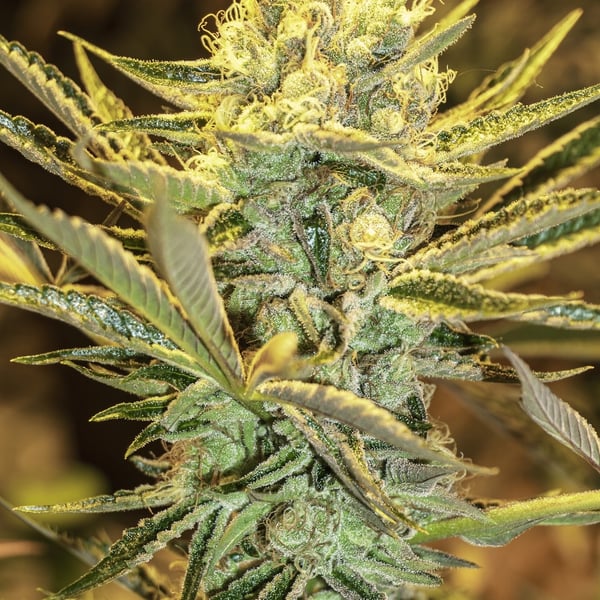 HippieBerry Exotic Genetics cannabisfrø