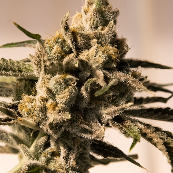 Cherry Pie Fast High Speed Buds cannabisfrø