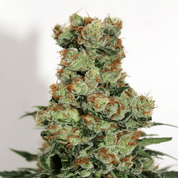 Ripper Badazz Ripper Seeds cannabisfrø