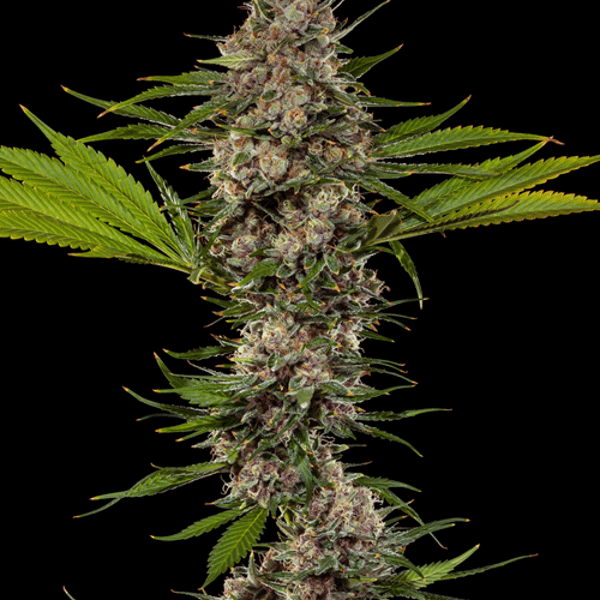 Mac 1 Barneys Farm cannabisfrø