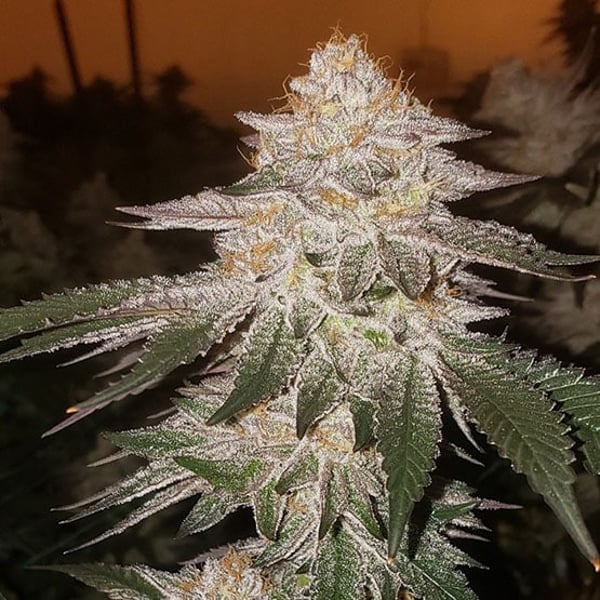 PIÑA AUTO RBX2 Ethos Genetics cannabis seeds