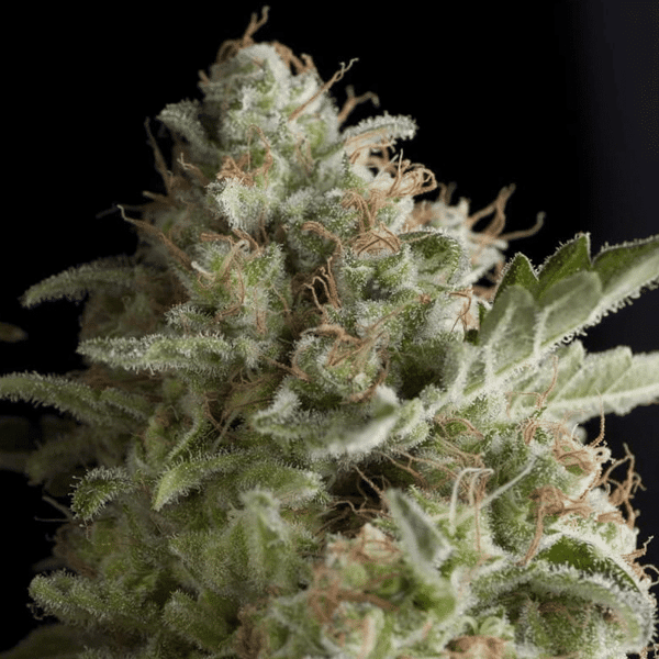 American Pie Pyramid Seeds cannabisfrø