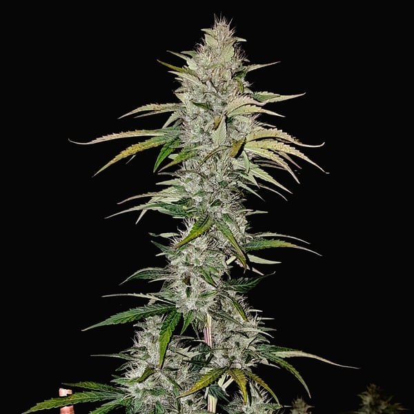 Original Copenhagen Kush Project CPHseeds skunkfrø