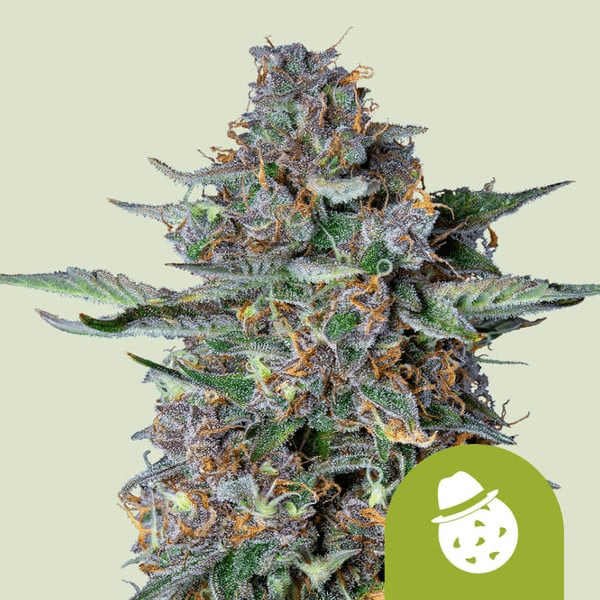 Do-Si-Dos Auto Royal Queen Cannabis Skunkfrø