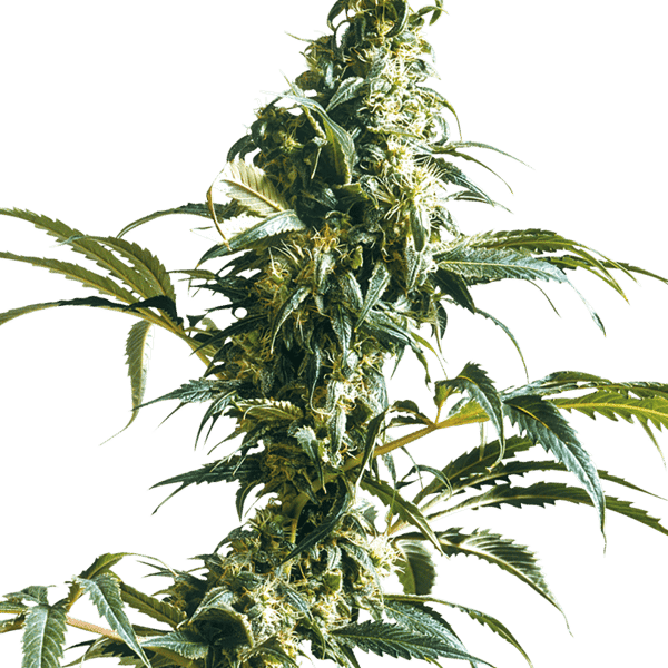 Cannabisfrø Sensi Mexican Sativa