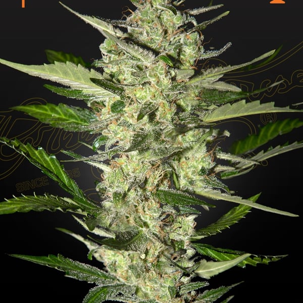 Flowerbomb Kush Strain Hunters Seed Seed Bank cannabisfrø