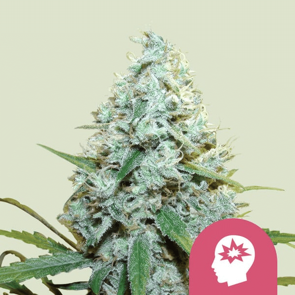 AMG - Amnesia Mac Ganja Royal Queen Cannabisfrø Skunkfrø