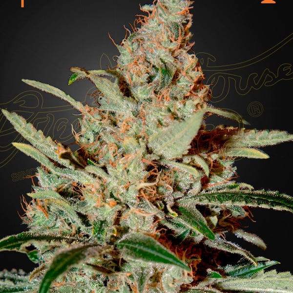 Chemdog Green House Seed Company cannabisfrø