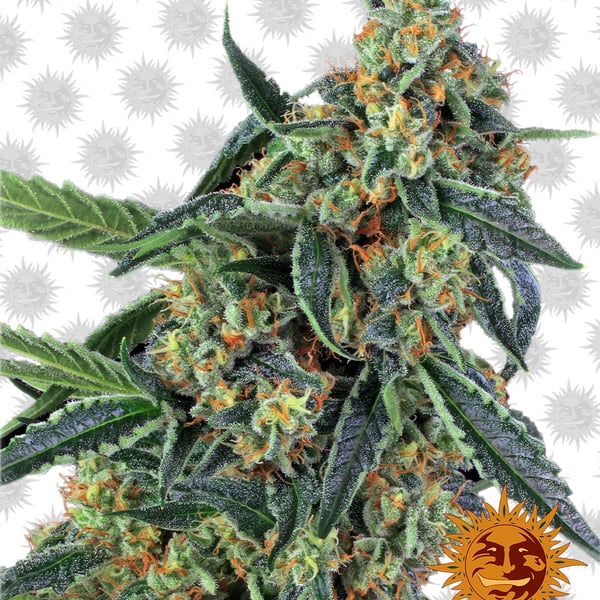 Cookies-Kush cannabisfrø
