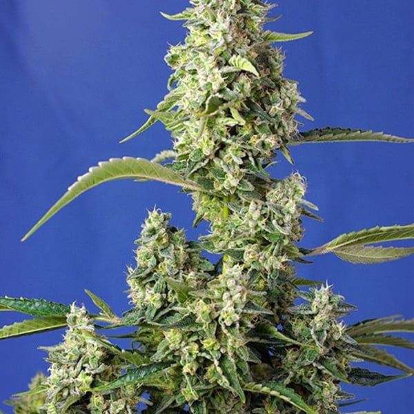 Gorilla Girl XL Auto
