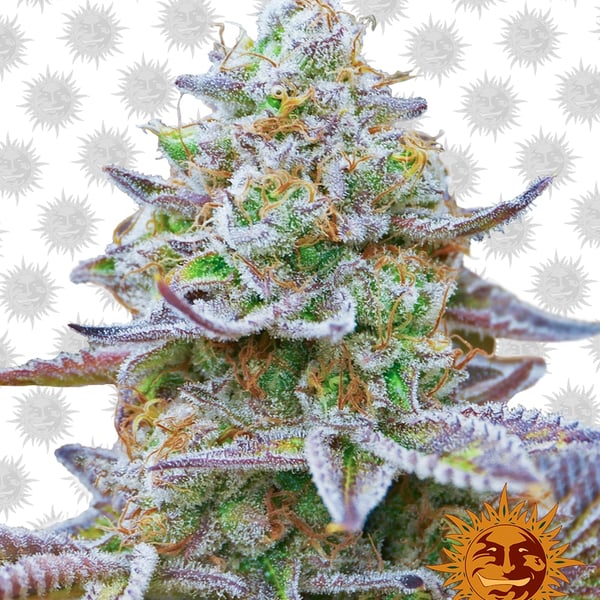 Cannabisfrø Gorilla Zkittlez Barneys Farm