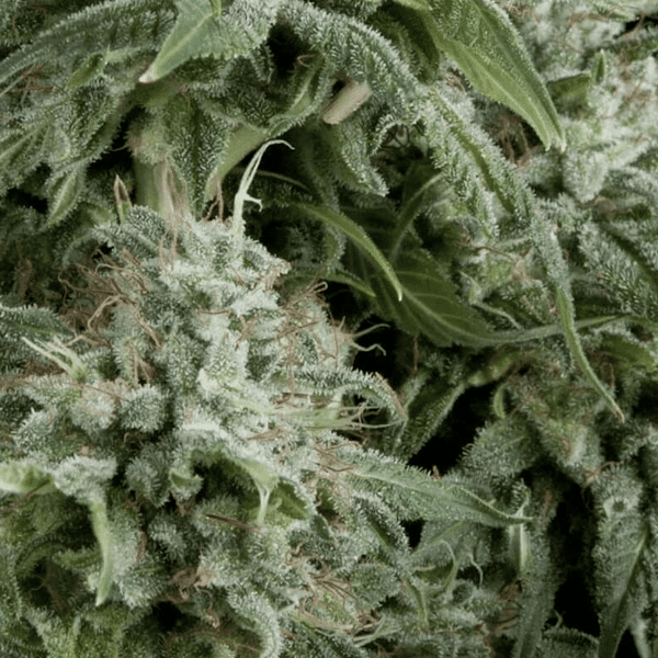 Auto Northern Lights Pyramid Seeds cannabisfrø