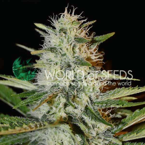 Kilimanjaro World of Seeds cannabisfrø