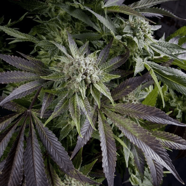 Blue Pyramid Pyramid Seeds cannabisfrø
