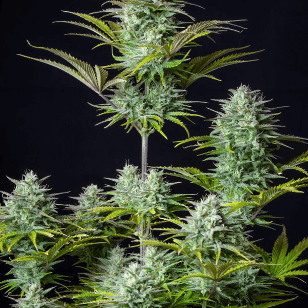 Kosher Cake Auto Fast Buds skunkfrø cannabisfrø