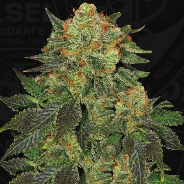 Cannabisfrø Bubblegum TH Seeds