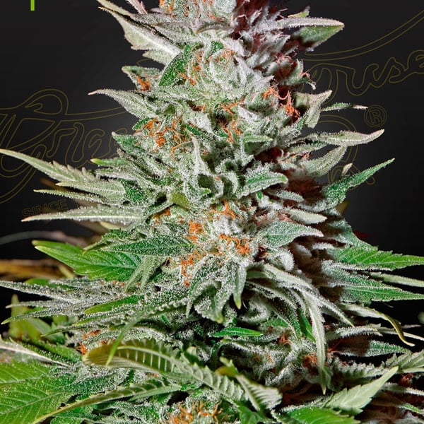 Super Lemon Haze Auto Greenhouse Seed Company cannabisfrø