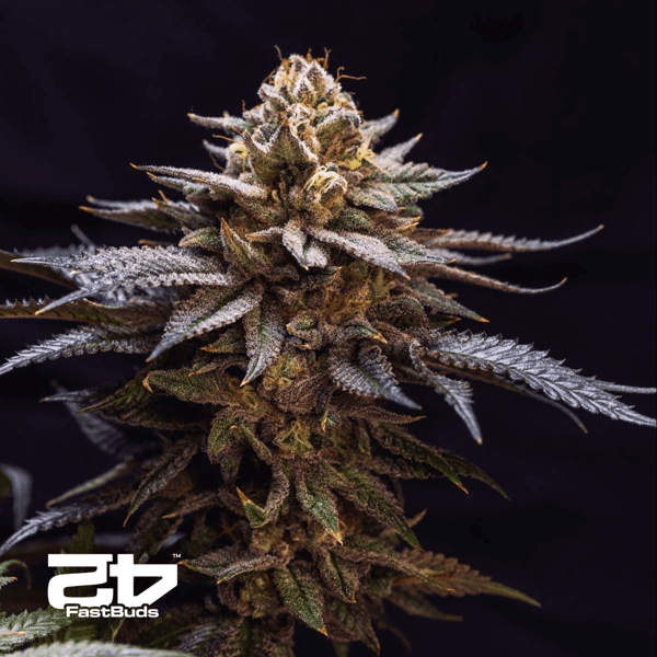Gorilla Melon Fast Buds cannabis seeds