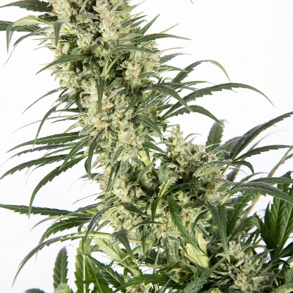 Auto cannabisfrø Copenhagen Butter Auto CPHseeds