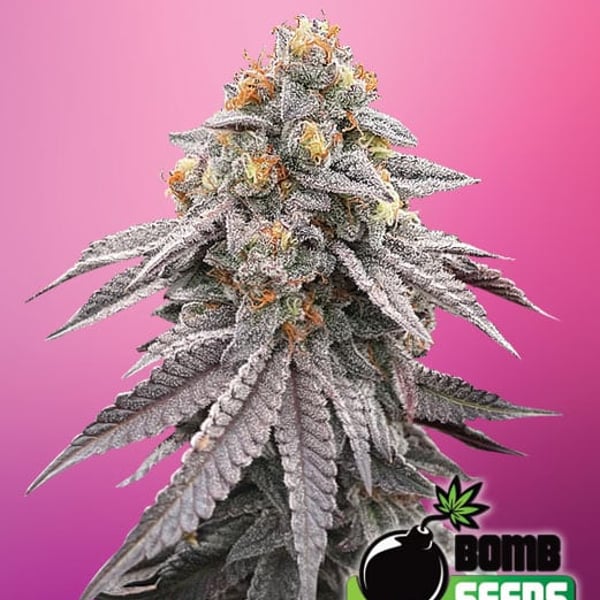 RUNTZ BOMB Bomb Seeds cannabisfrø