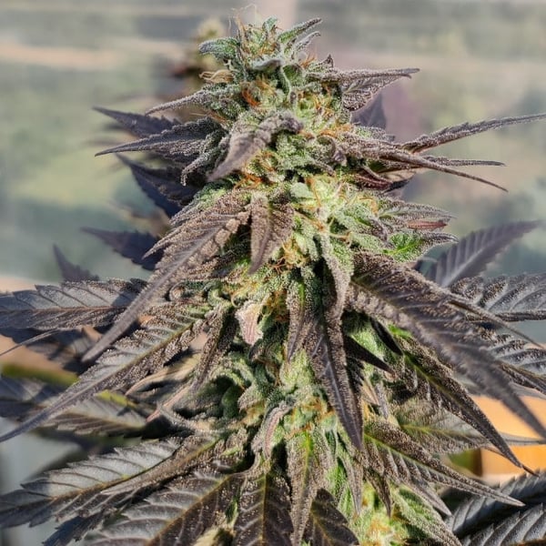 Zamaldelica x Kali China Ace Seeds cannabisfrø