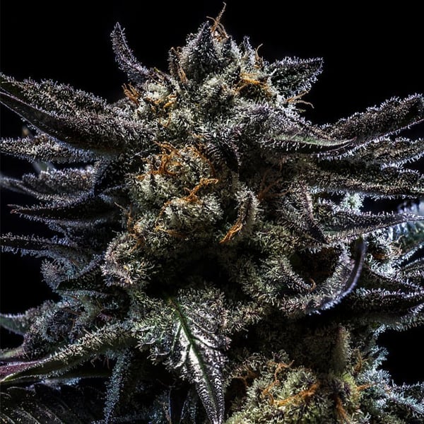 Zombie Kush Auto Ripper Seeds cannabisfrø