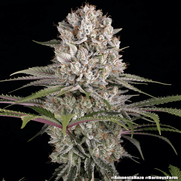 Amnesia Haze Barneys Farm cannabisfrø