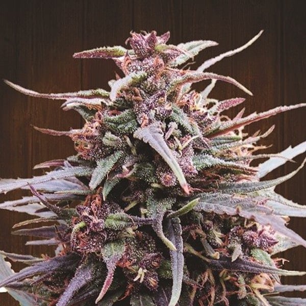 Purple Haze x Malawi Ace Seeds cannabisfrø