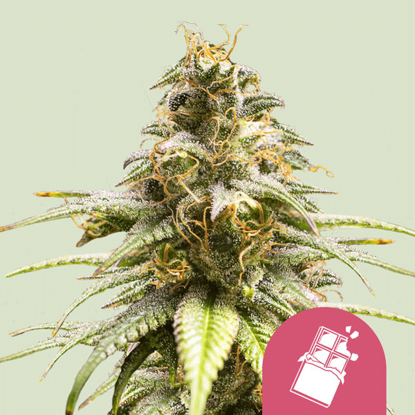 Chocolate Haze Royal Queen Cannabisfrø Skunkfrø