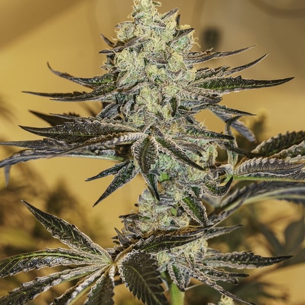 Malasaña Gelato Exotic Genetics cannabisfrø