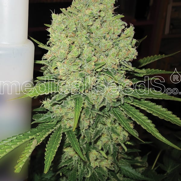 Medicinske cannabisfrø prozac