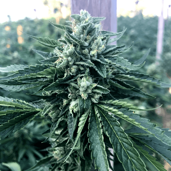 Cinnamon Buddha Humboldt Seed Organization cannabisfrø