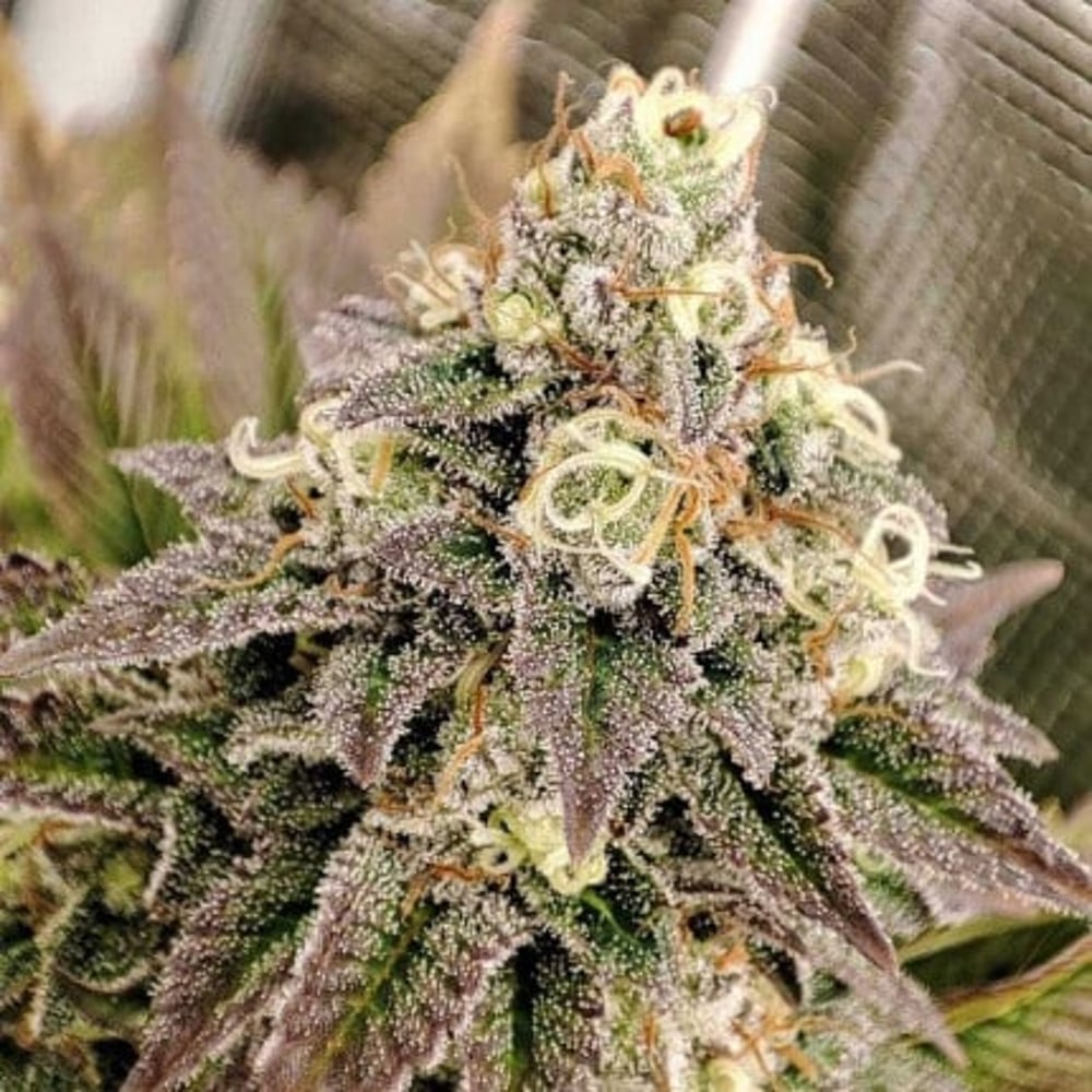 Tropical Tangie - Nordland Seeds - Skunkfrø & cannabisfrø