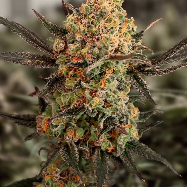 Gorilla Cookies Auto High Speed Buds cannabisfrø