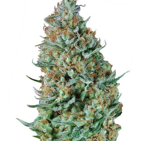 Gelato Auto cannabisfrø Nordland Seeds