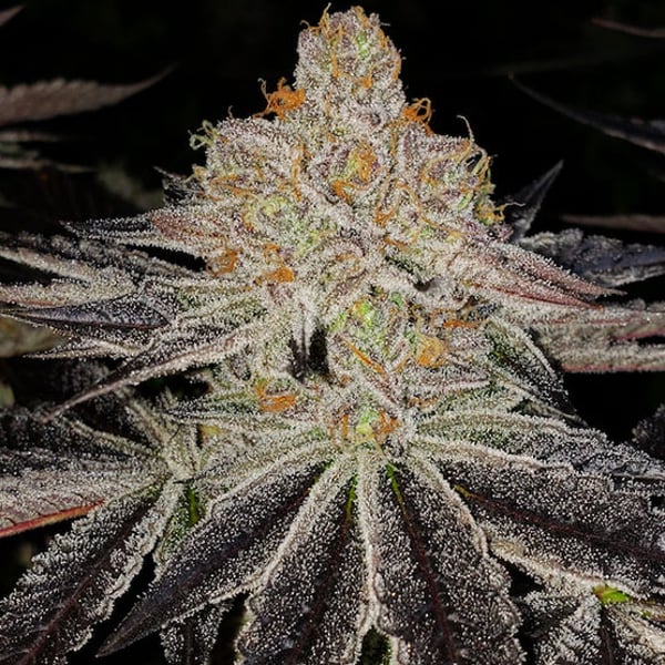 PURPLE ZKITTLEZ RBX Ethos Genetics cannabis seeds