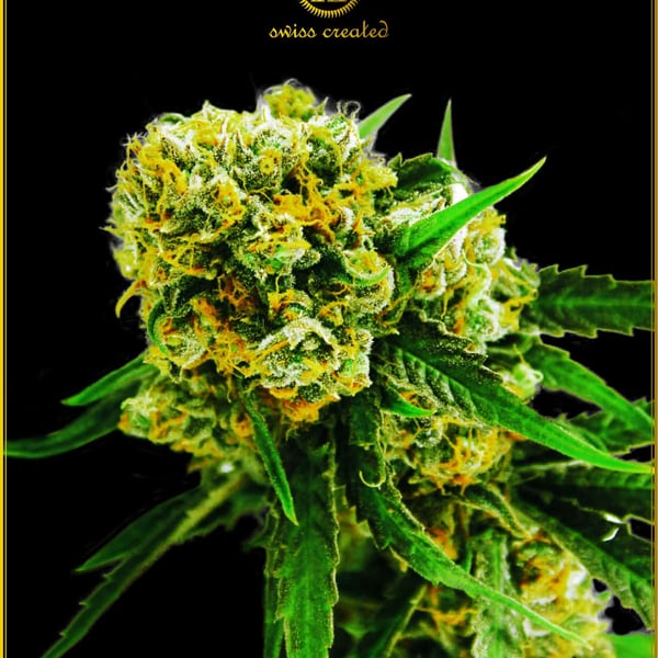 Automatic Amnesia Haze Anaconda Seeds cannabisfrø