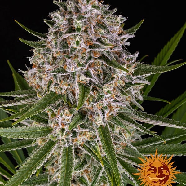 Lemon Haze Auto