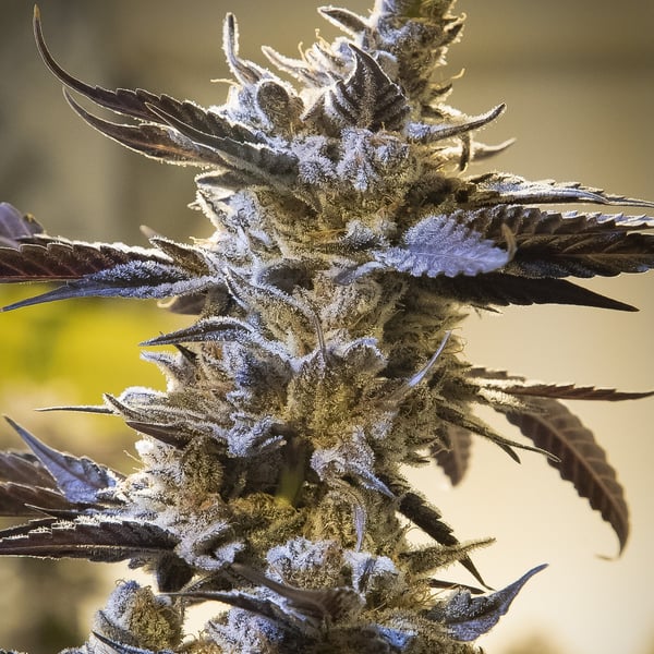 Ghost Train OG Auto High Speed Buds cannabisfrø