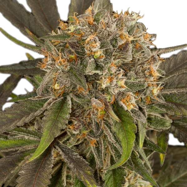 LSD Auto Nordland Seeds cannabisfrø