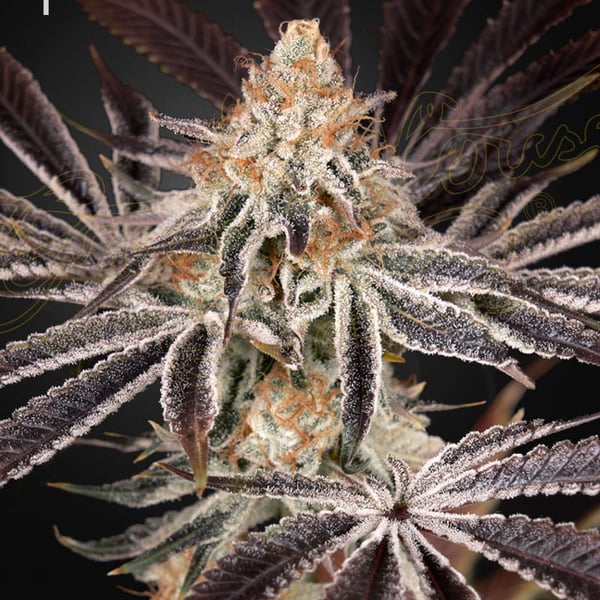 Dark Phoenix Green House Seed Company cannabisfrø